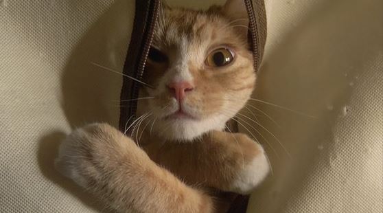 고양이 레니